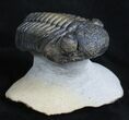 Giant Drotops Trilobite On Pedastal #3473-1